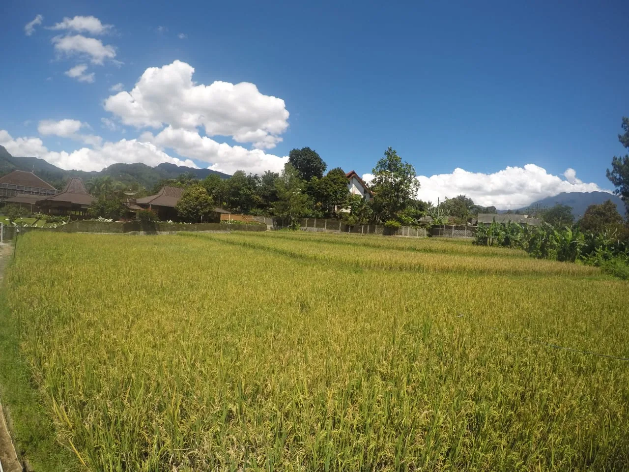 Pemandangan sawah dari kawasan Villa Bango